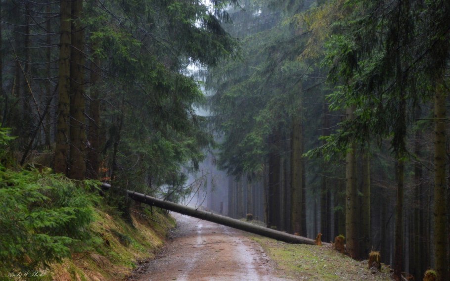 Дождь в лесу