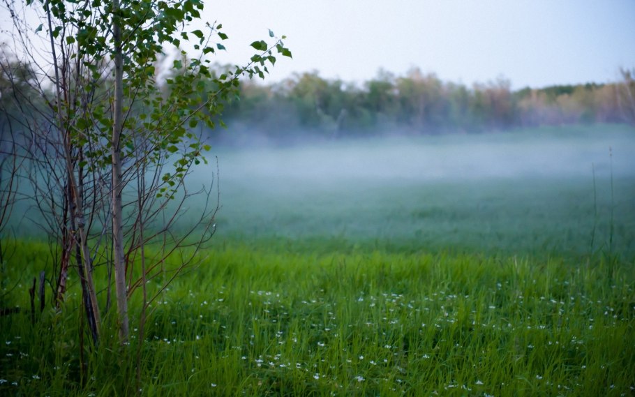 Весенний луг