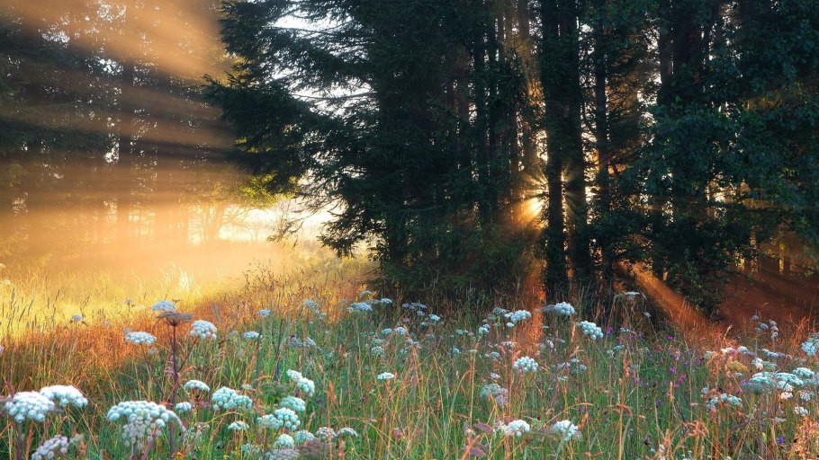 Луг с молодой зеленой травой