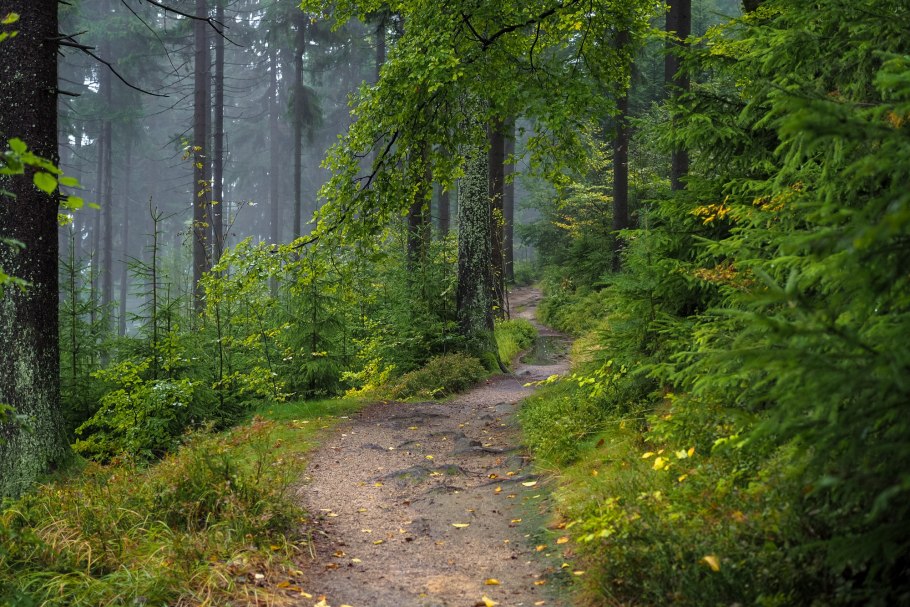 Тропинка в поле