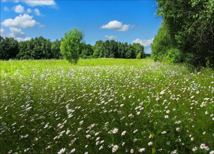 Луг с цветами