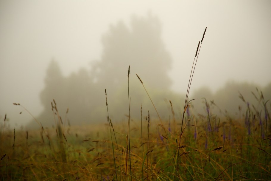 Утро туман