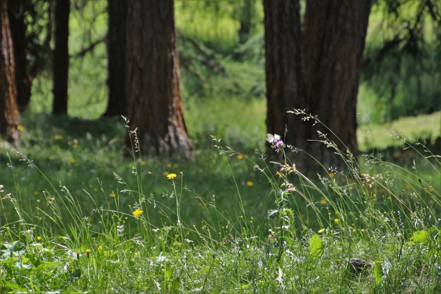 Поляна в сибирской тайге