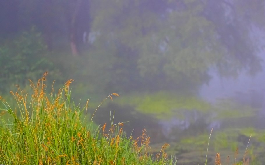 Лес после дождя