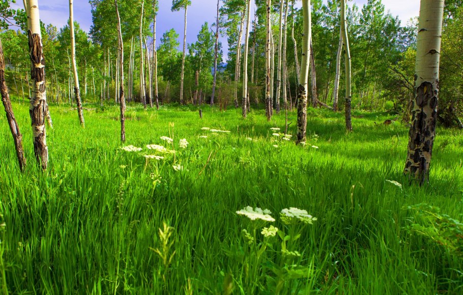 Травяной гриб