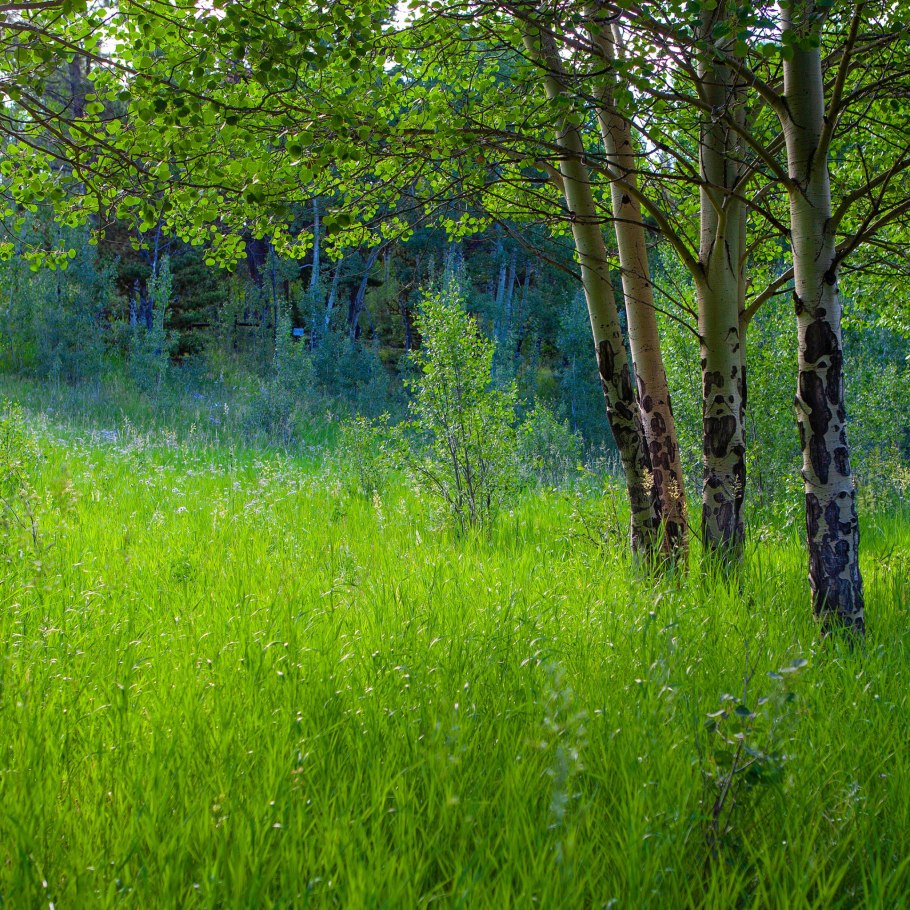 Туманный луг