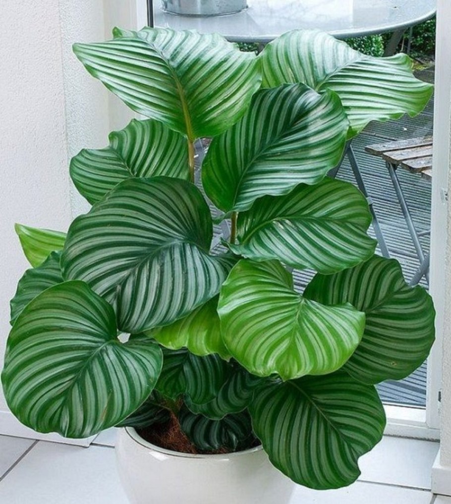 Калатея цветок комнатный орбифолия