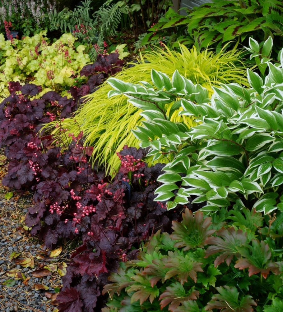 Очиток гейхера Хоста