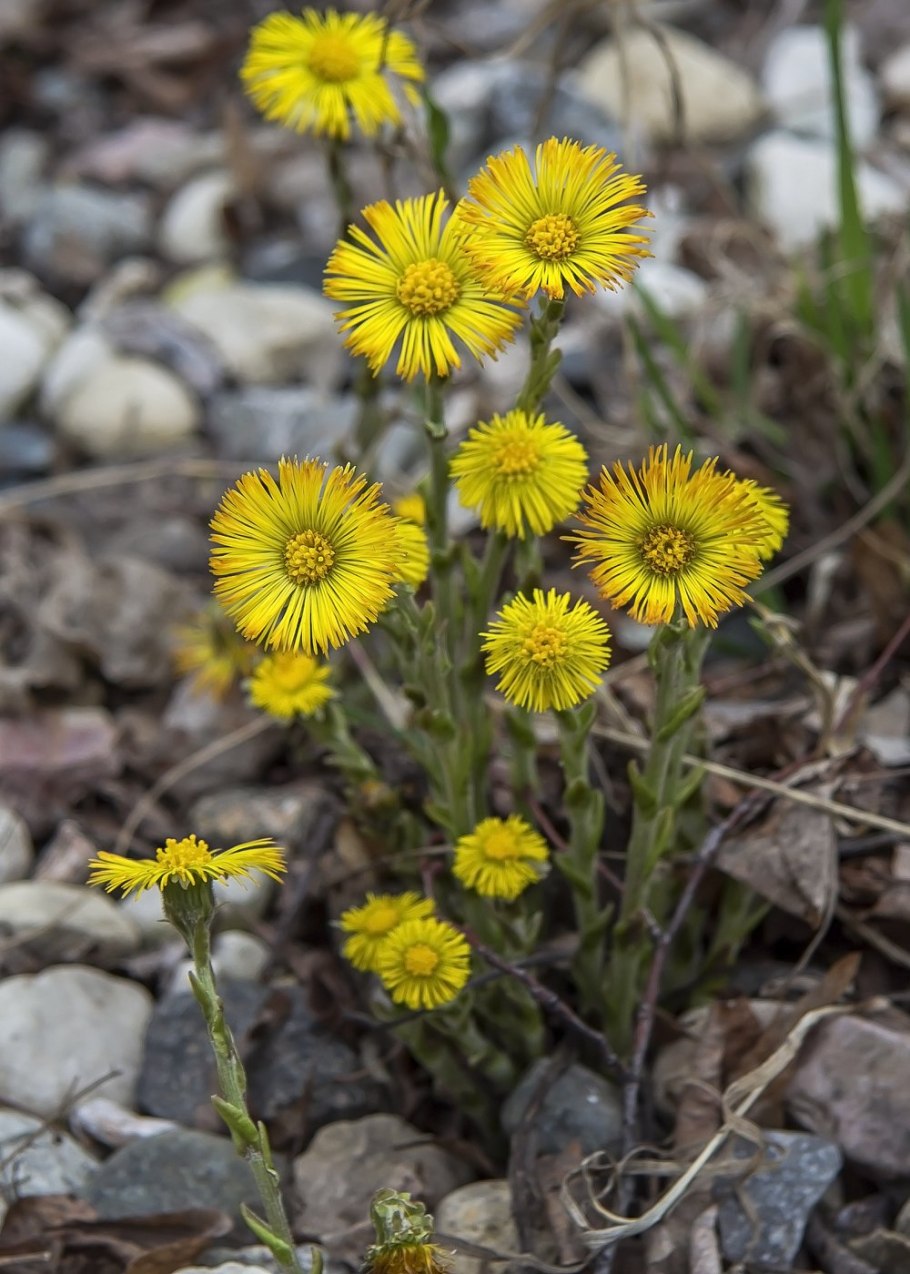 Пролески и мать-и-мачеха