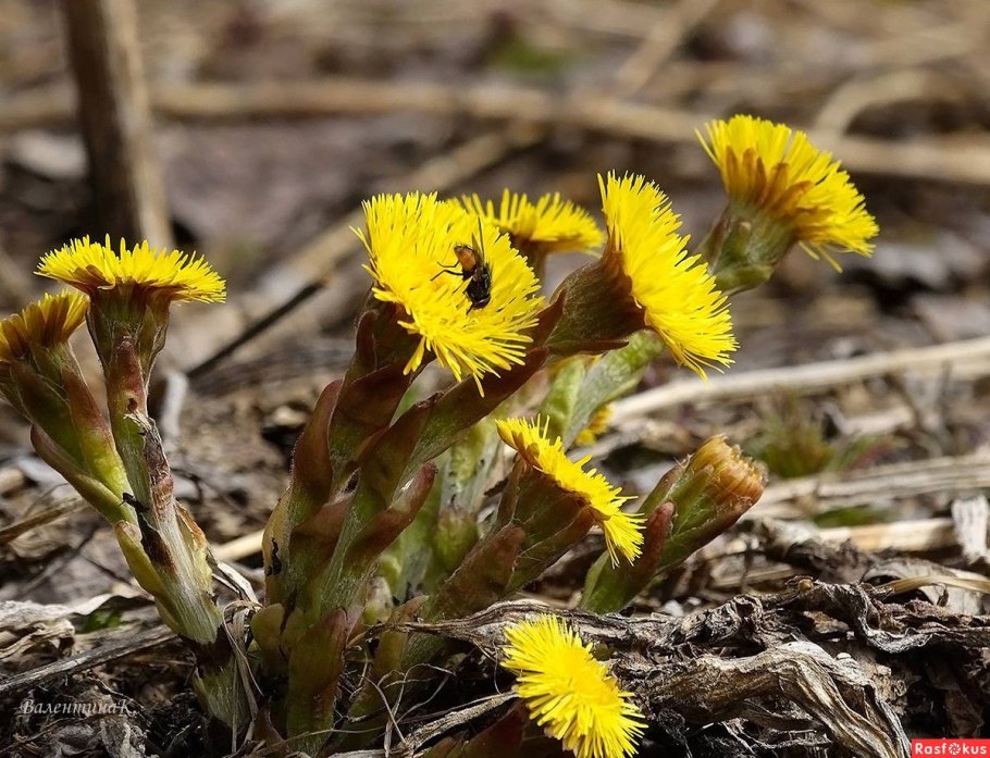 Цветы первоцветы мать и мачеха