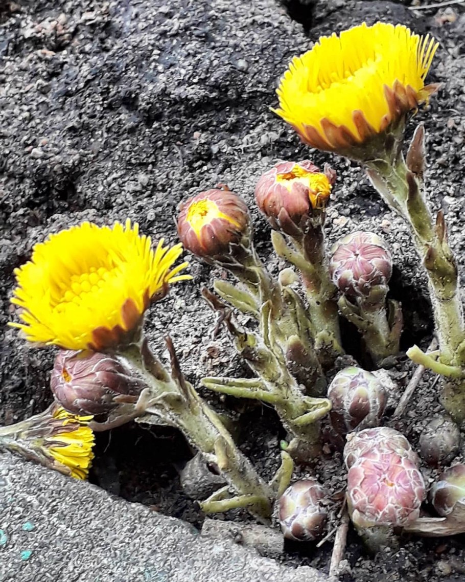 Мать-и-мачеха Макросъемка