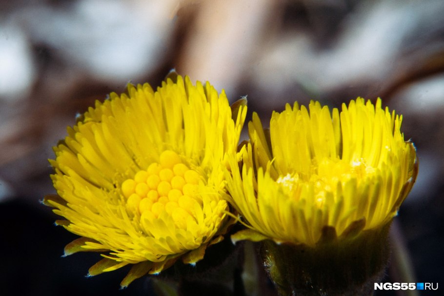 Conophytum ursprungianum