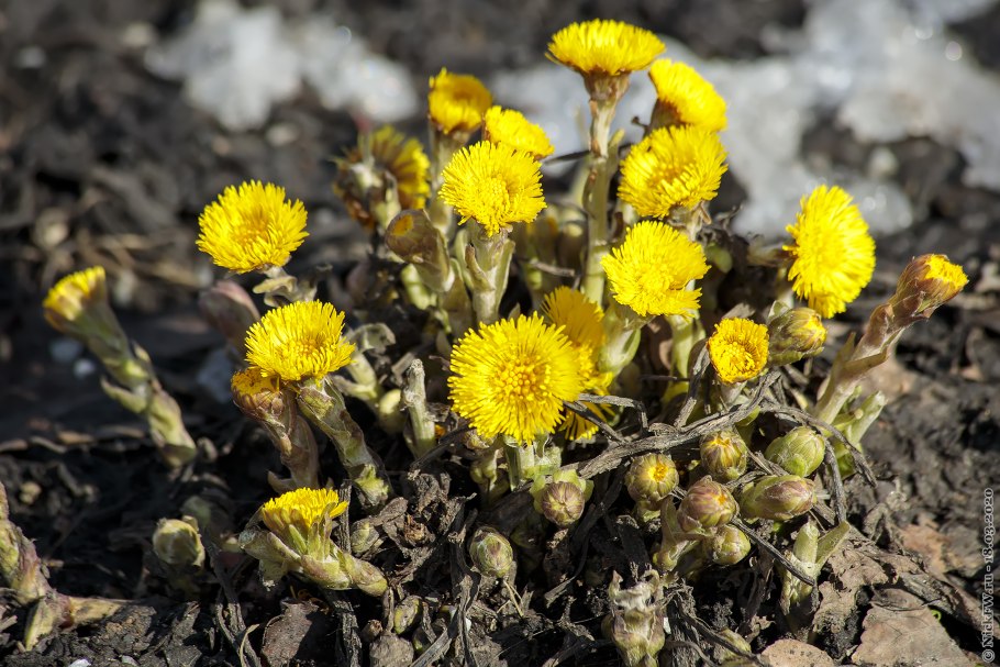 Первоцветы мать-и-мачеха