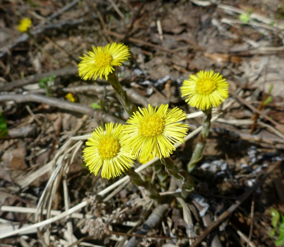 Мать-и-мачеха обыкновенная