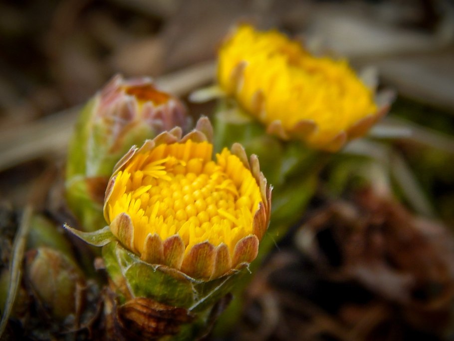 Мать и мачеха пух