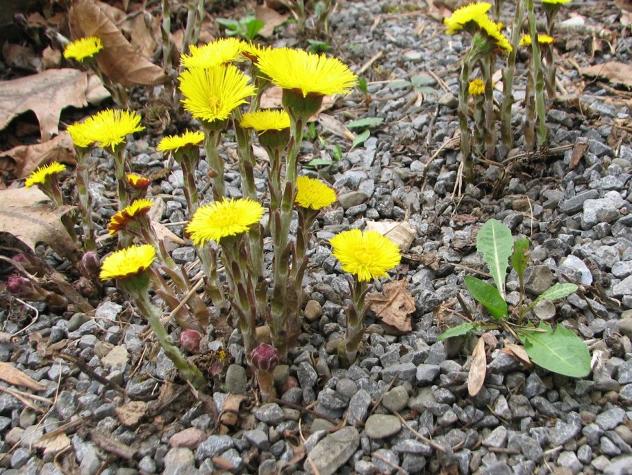 Эхеверия Альма Вильсон