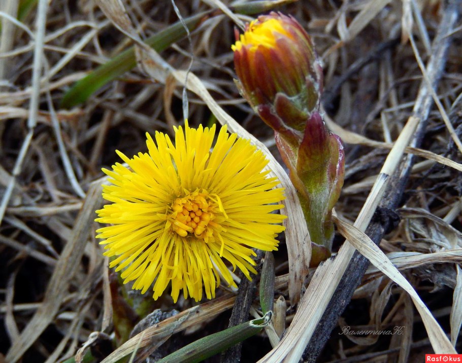 Первоцветы мать-и-мачеха