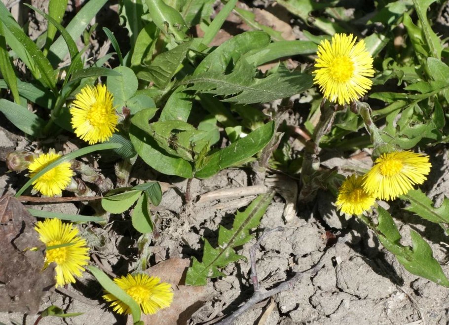 Мать и мачеха лекарственное растение