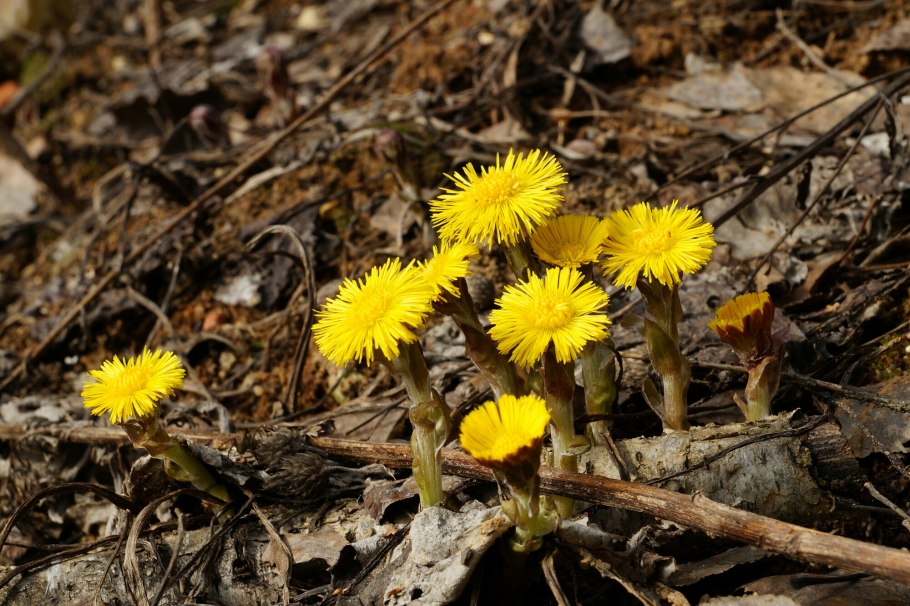 Мать-и-мачеха лечебные