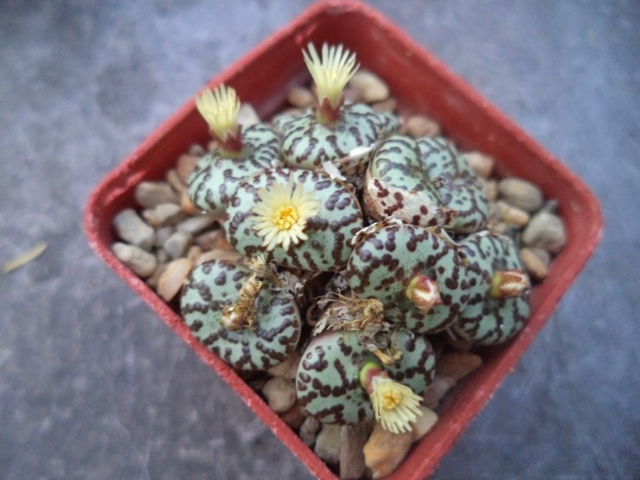 Желтые цветы мать и мачеха