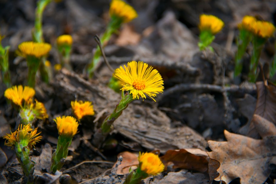 Мать-и-мачеха 14