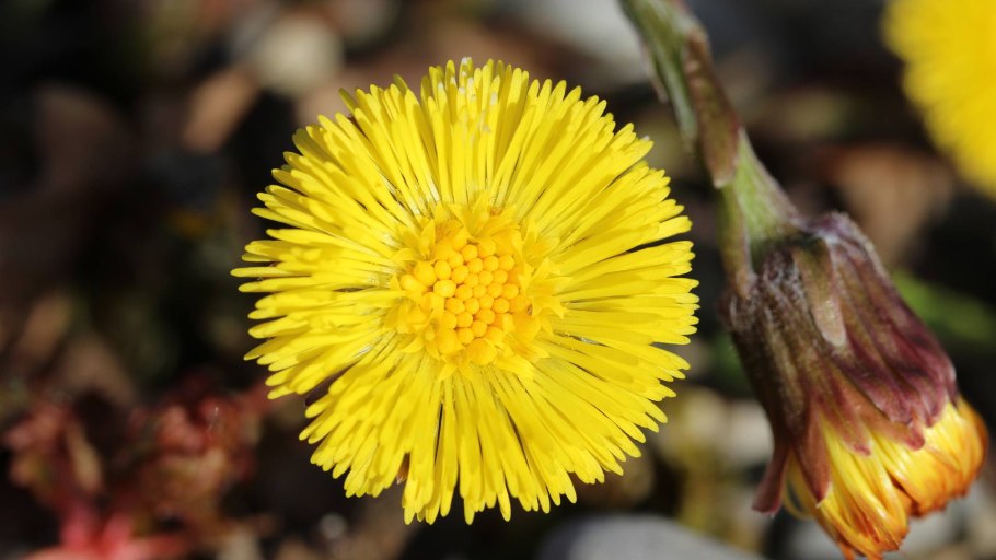 Мать-и-мачеха и одуванчик