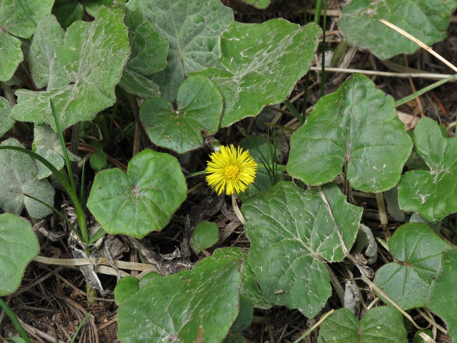 Мать-и-мачеха цветет ранней весной
