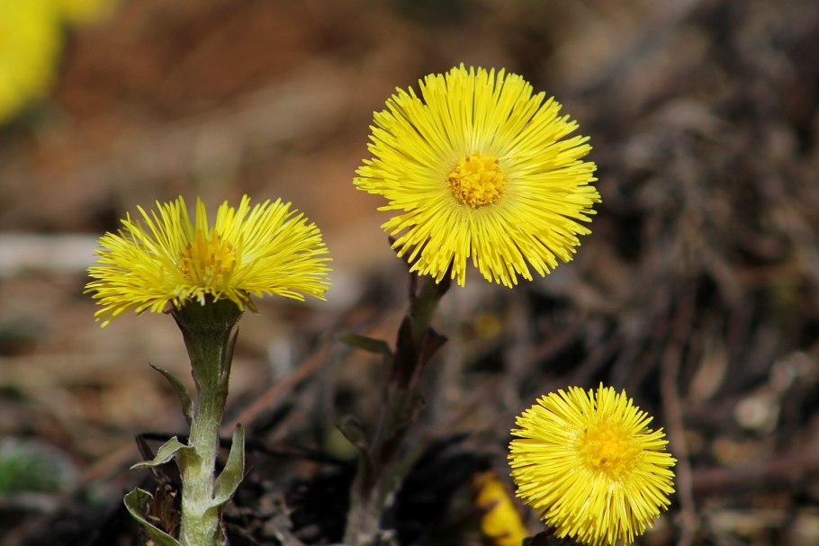 Мать-и-мачеха (мать-и-мачеха)