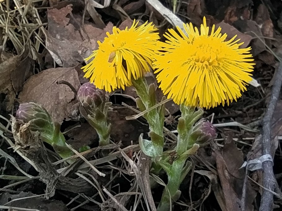 Когда цветёт мать-и-мачеха