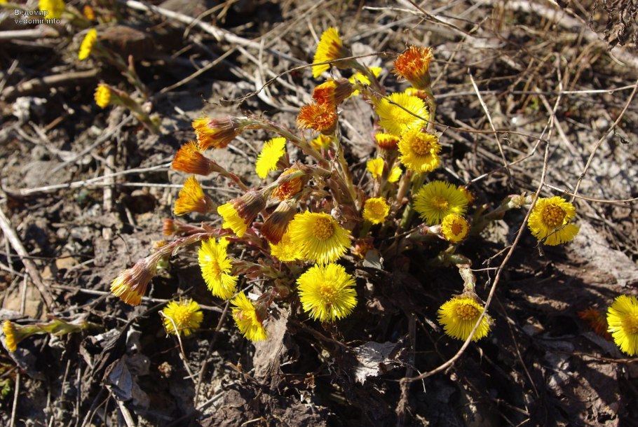 Мать-и-мачеха (мать-и-мачеха)