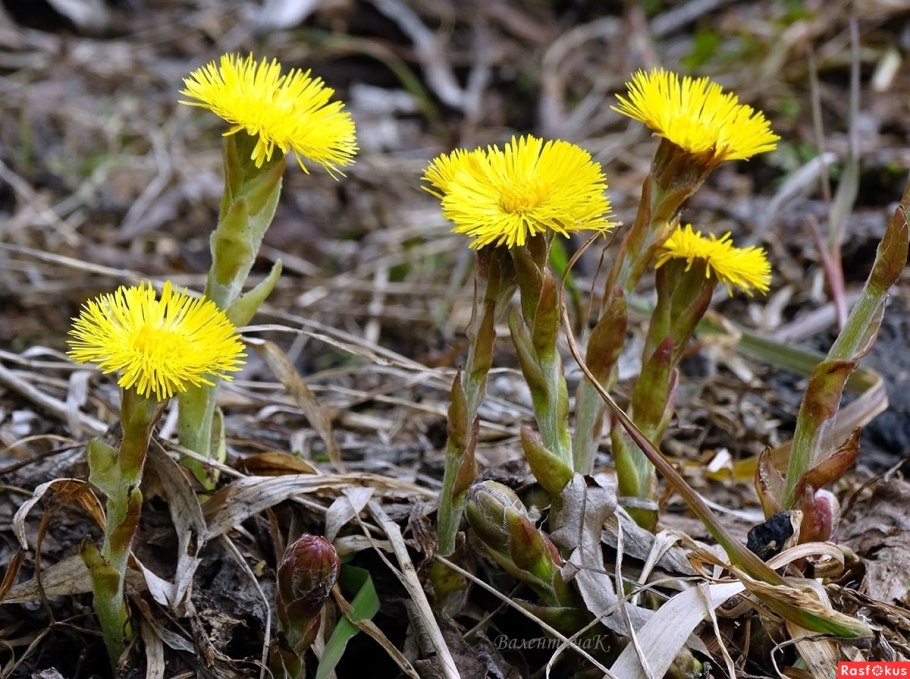 Первоцветы мать-и-мачеха