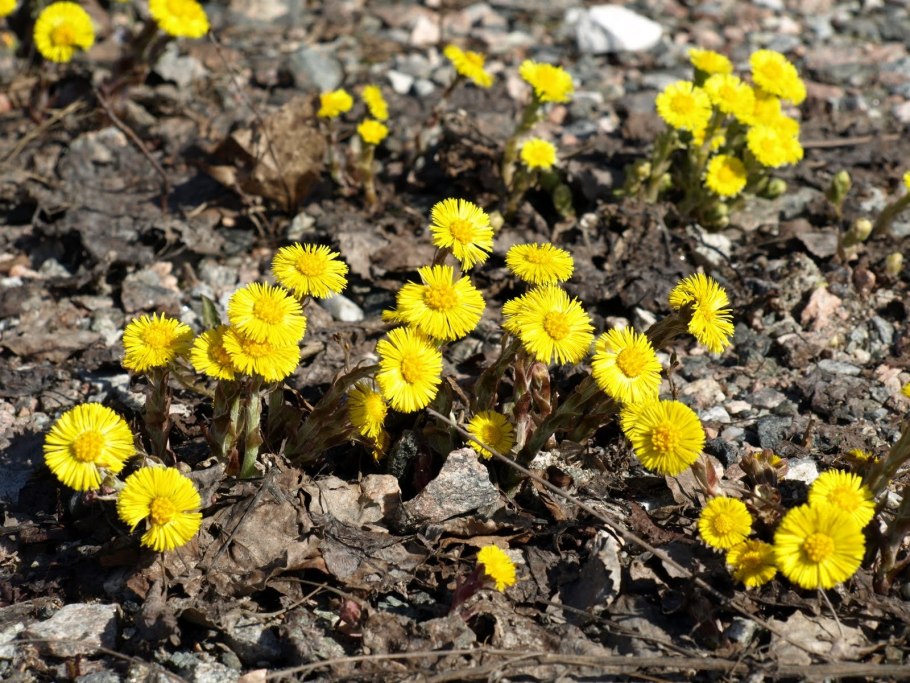 Шипиленко а.к. мать-и-мачеха обыкновенная. 1971. Бумага, акварель