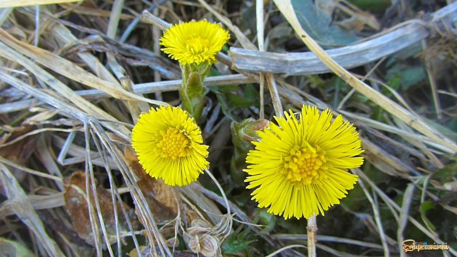 Мать и мачеха цветок