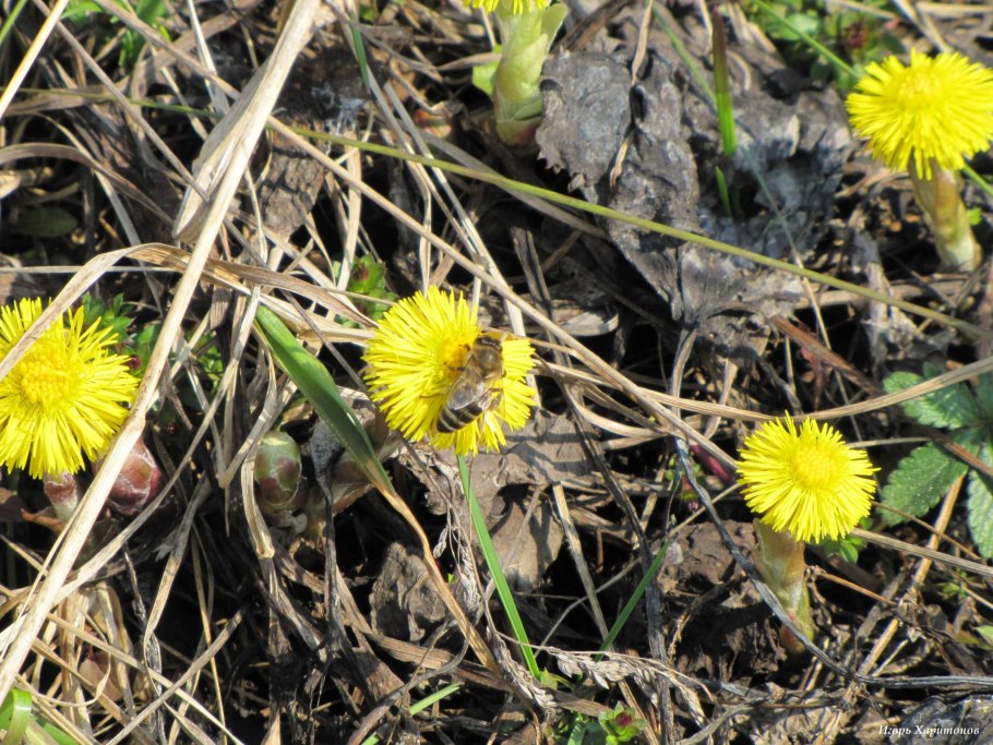 Весенние цветы мать и мачеха
