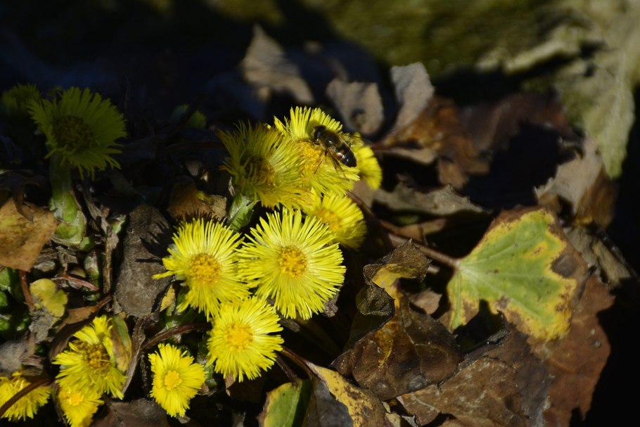 Подснежник мать и мачеха