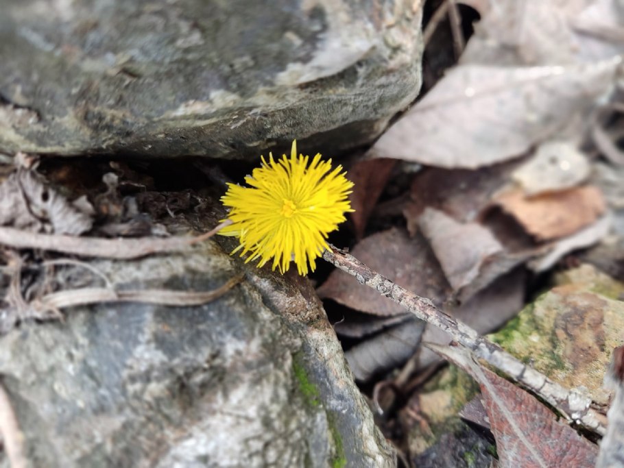 Мать и мачеха растение