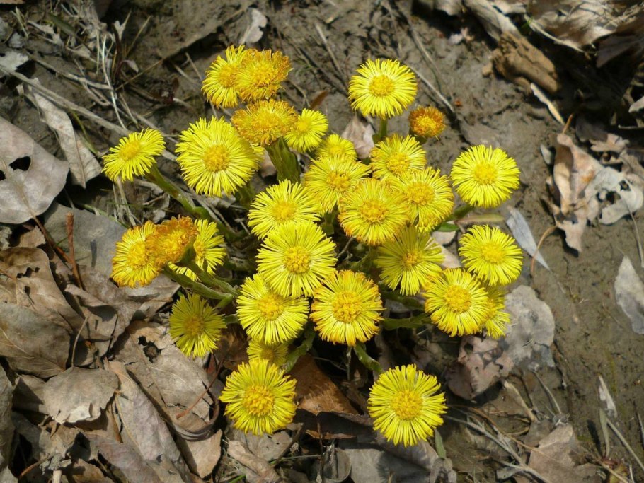 Мать мачеха в Сочи