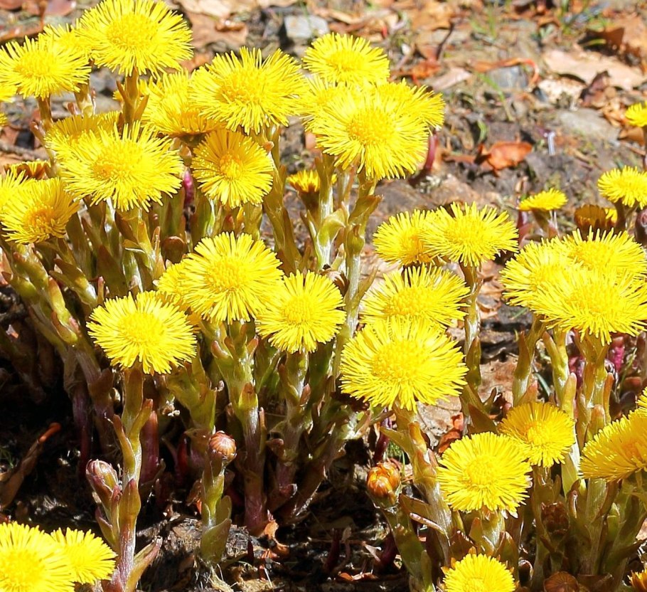Tussilago Farfara l.