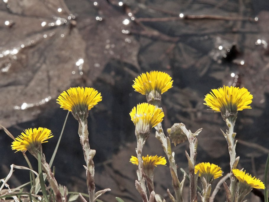 Мать и мачеха раннецветущее