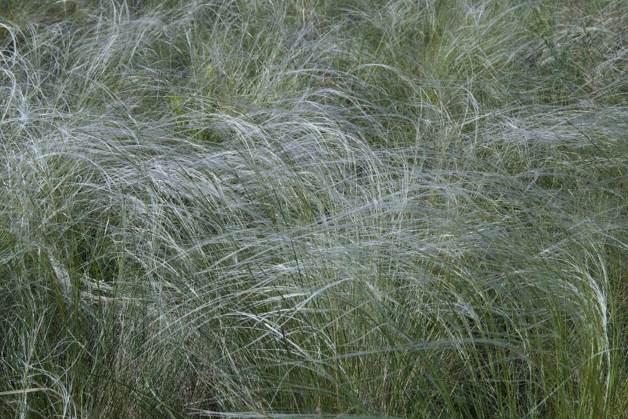 Ковыль перистый (Stipa pennata l.)