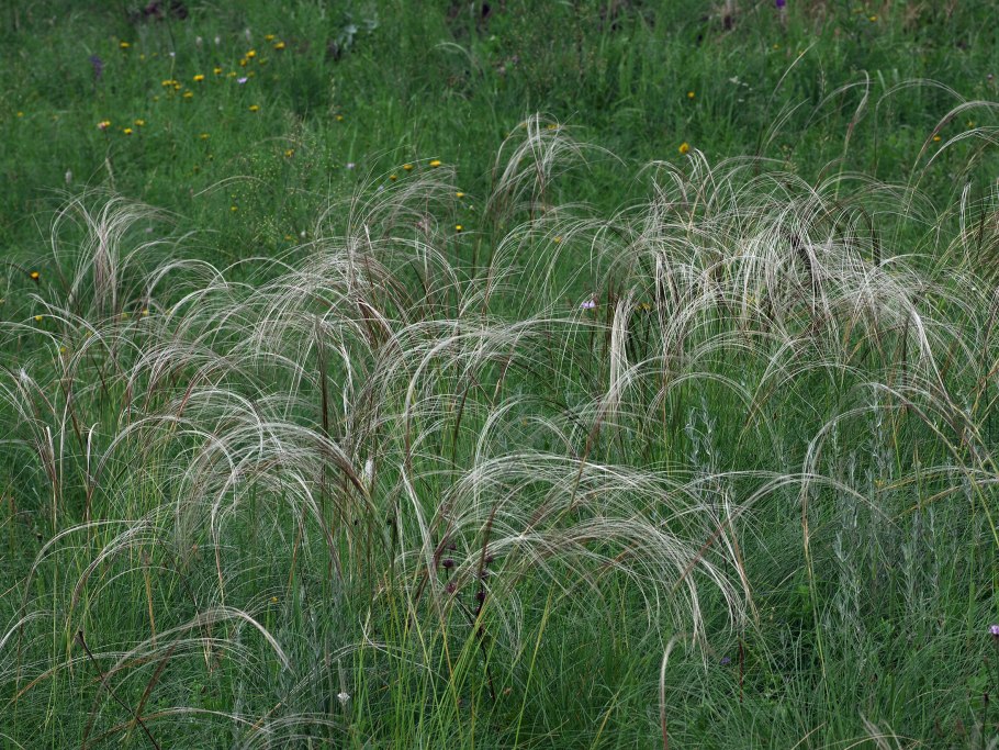 Ковыль кучерявый