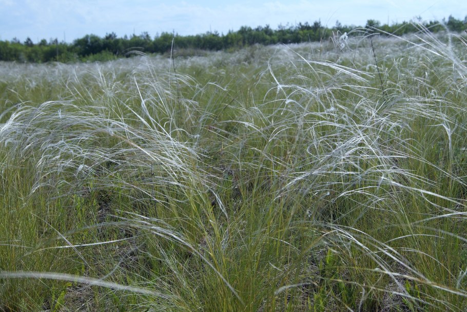Ковыль перистый (Stipa pennata l.)