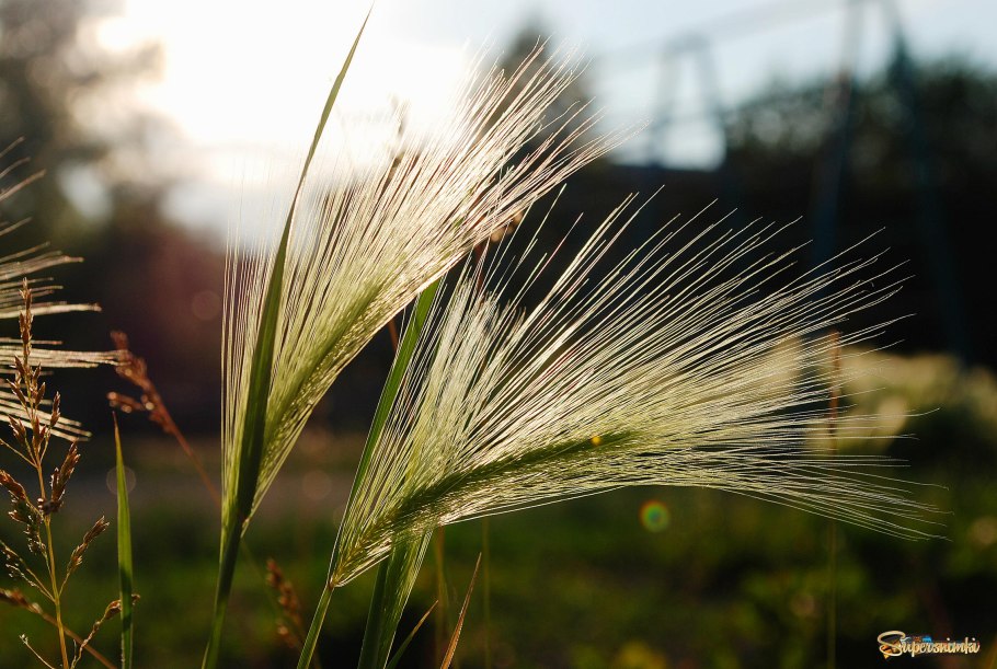 Ячмень гривастый hordeum jubatum