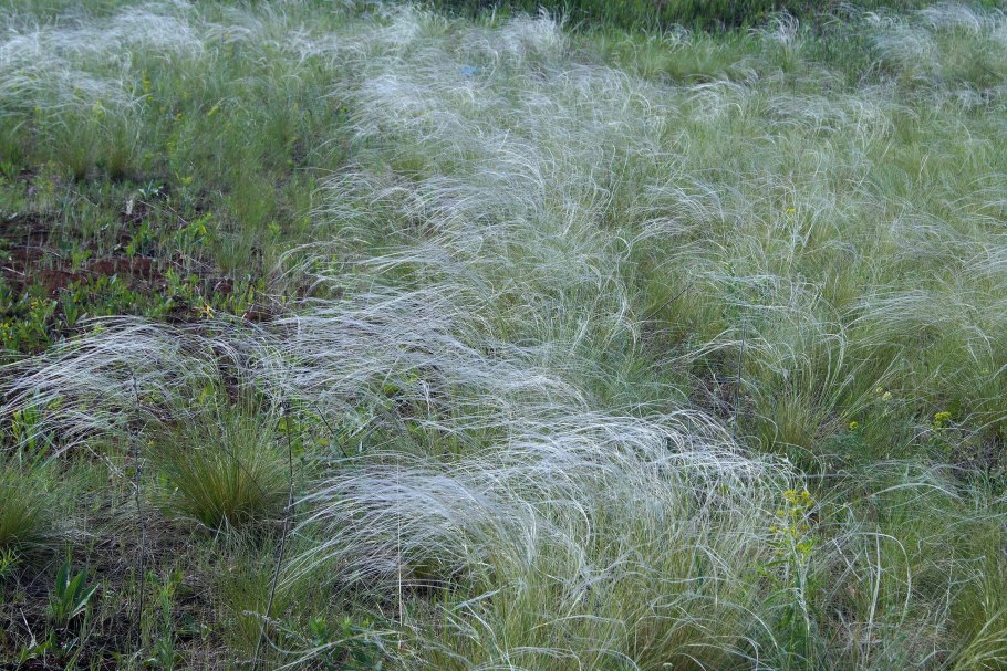 Ковыль Залесского Stipa Zalesskii