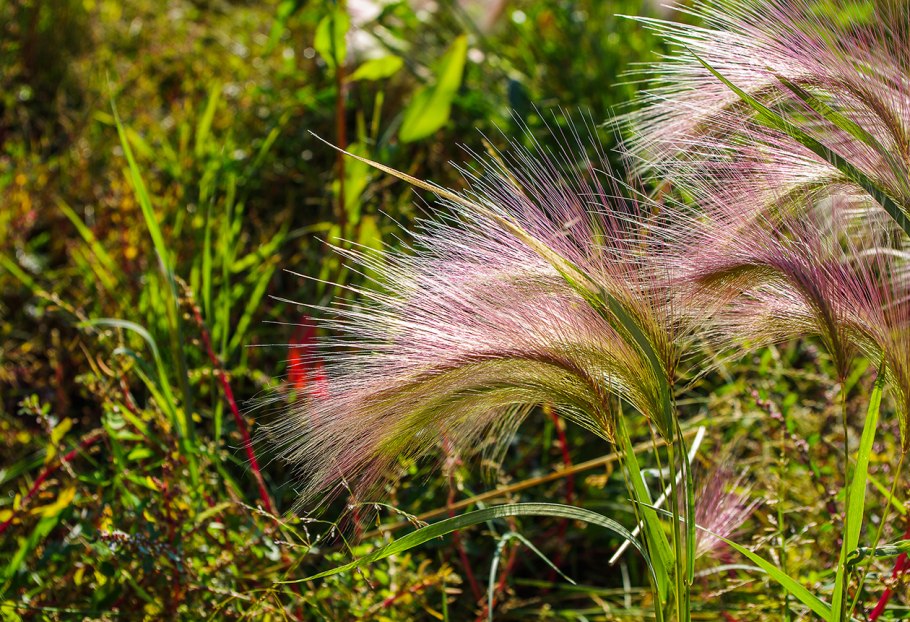 Ковыль перистый (Stipa pennata)