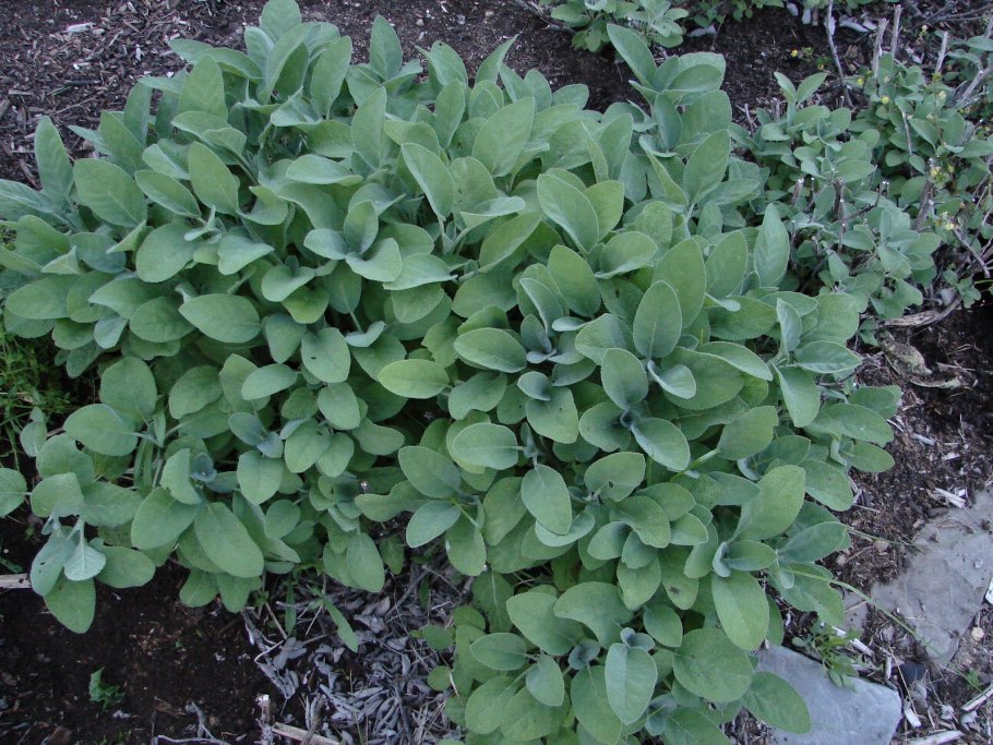 Шалфей - Священная трава