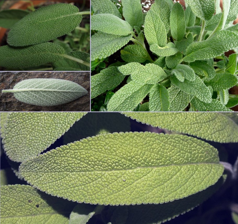 Шалфей лавандоволистный