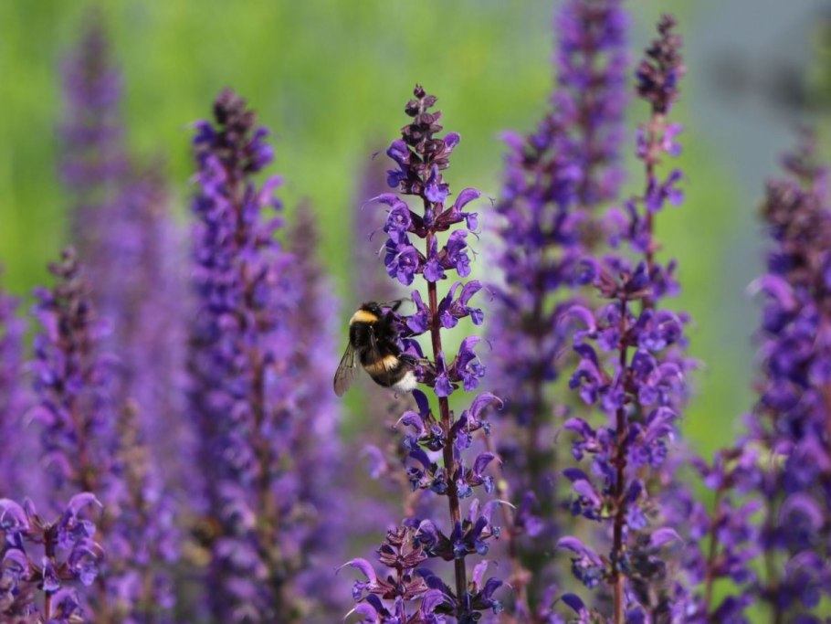 Шалфей лавандоволистный