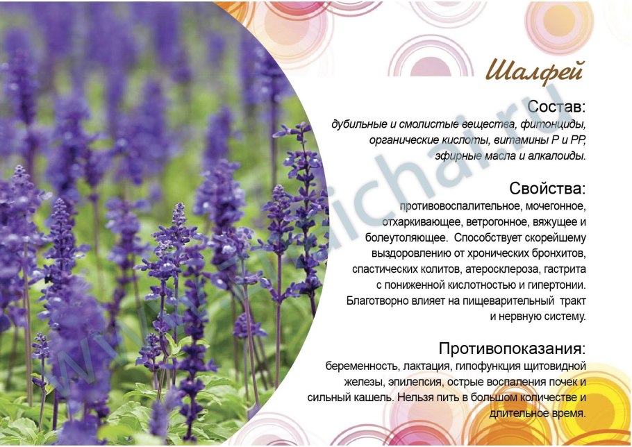 Для чего выращивают шалфей лекарственный