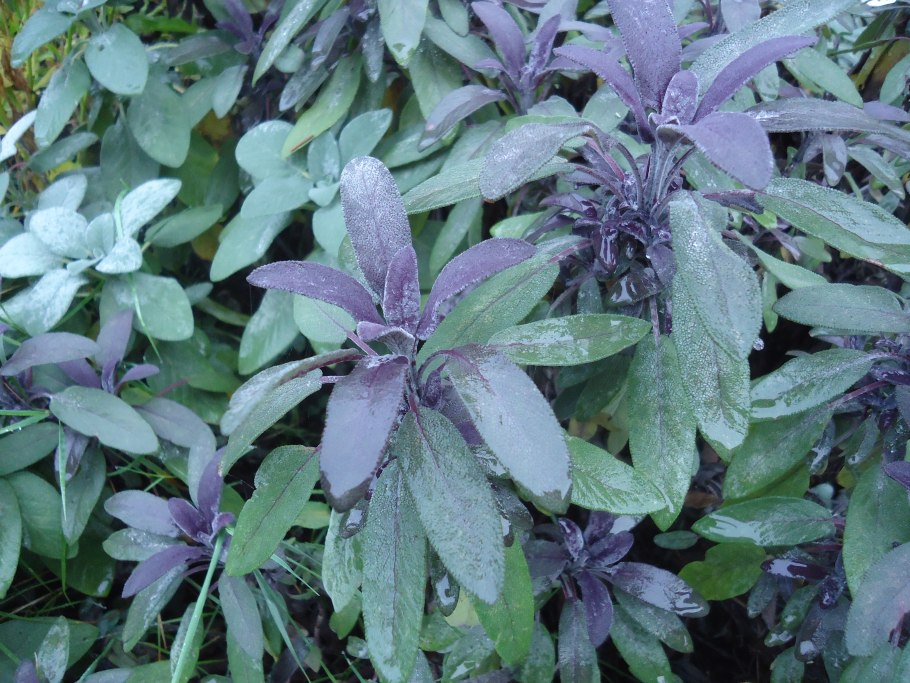 Листья шолфеяобыкновенного